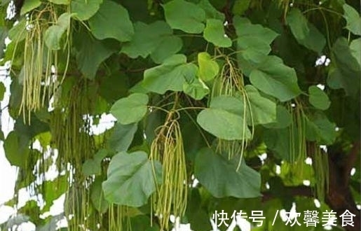 真面条|此树是天然“面条”，成熟后直接煮，比真面条都好吃