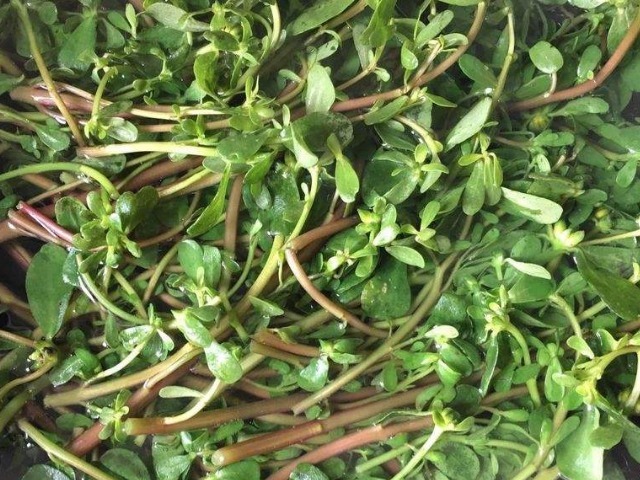 祛痘|马齿苋捣烂外敷在脸上、身上,能治多种难缠疾病,用过的都说好