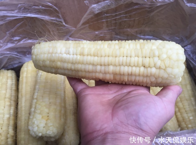 保存|保存玉米,不要直接冷冻!多做1步,放1年不坏,饱满多汁,还香甜