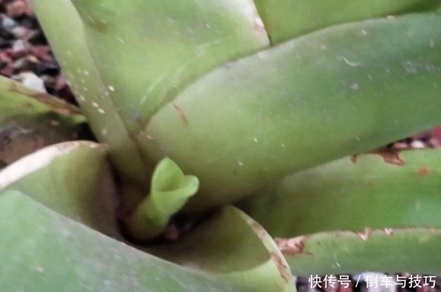 8种花,开完花别急着丢,剪一刀还能继续开!