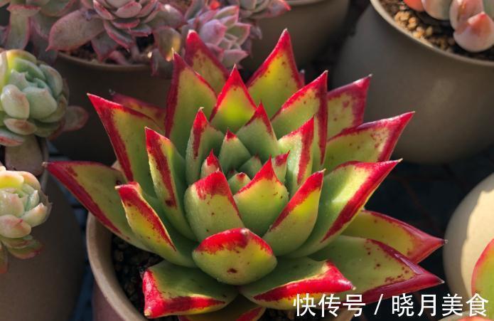 你的多肉不生根,服盆期焦虑,这样处理轻松生根服盆