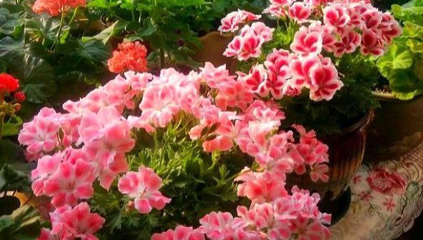 天竺葵|养老天竺葵,记住一个“九球队”,将阳台和解2年,邻居都很垂涎欲滴