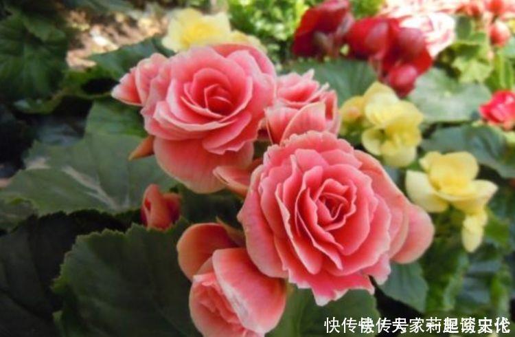 花香|4种花养家里，福旺运旺财更旺，花朵迷人，阵阵花香，花朵大