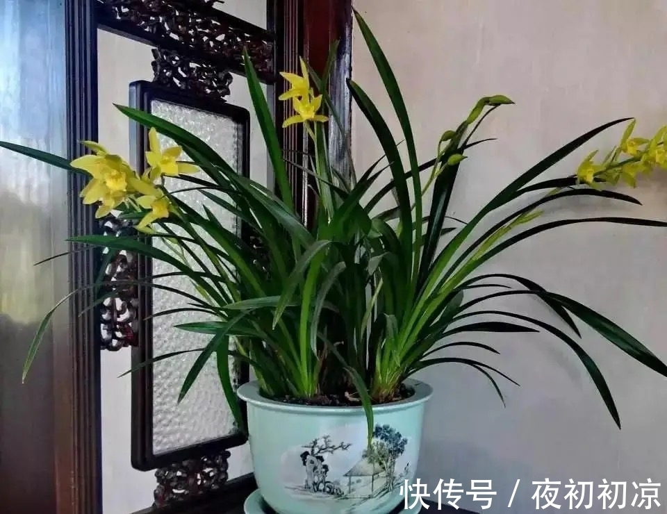 王姐|养兰花究竟有多难?听了王姐一番话才知道,原来的养护方法都错了