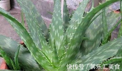 卫生间异味重，养上3种花，祛除异味能力强，还能美化环境