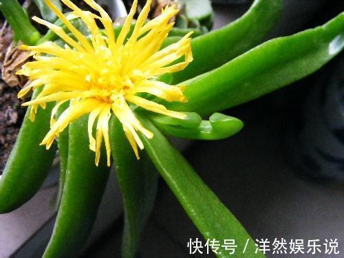 家养|她家养了一盆绿舌头一开就是一年真好养