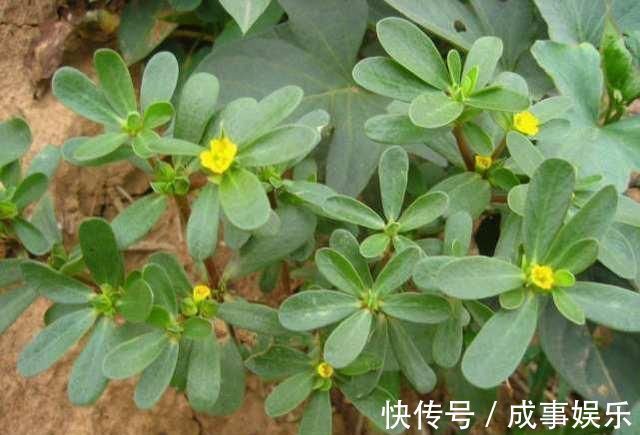 肝炎|肝不好的人,牢记多吃6种食物,养肝护肝,肝脏一天比一天好