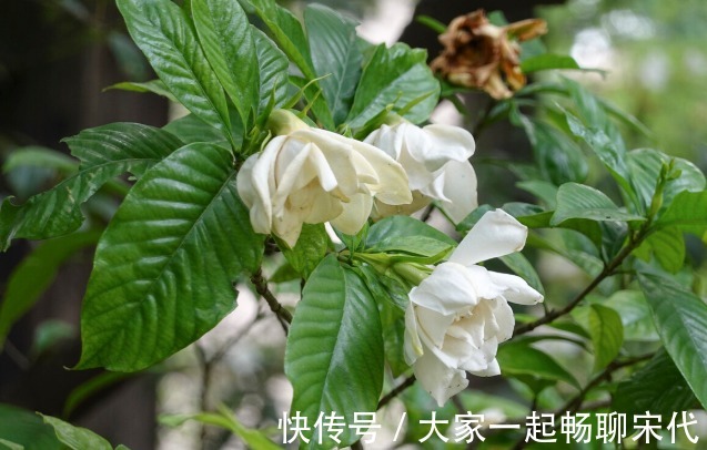 如果不是万不得已，3种花年后再买，省钱又好养