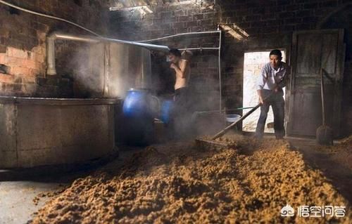 都说酒是粮食酿的，那么现在酒厂的酒糟哪去了？