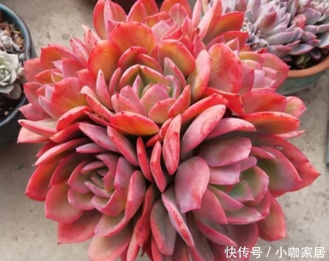 多肉植物|冬季,怎么养护多肉红卷叶上色快?