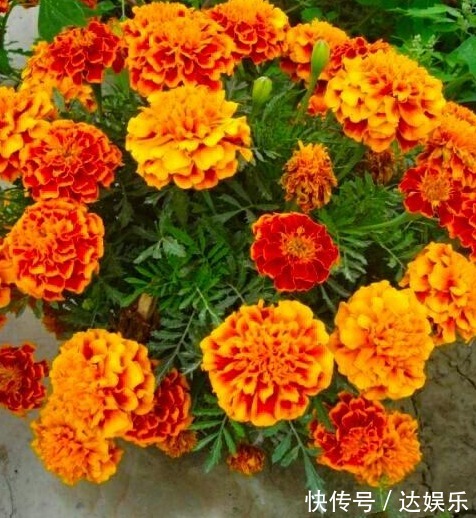 喜欢养花,不如养盆鸡冠花,养花就养花朵大的,花开色彩艳丽