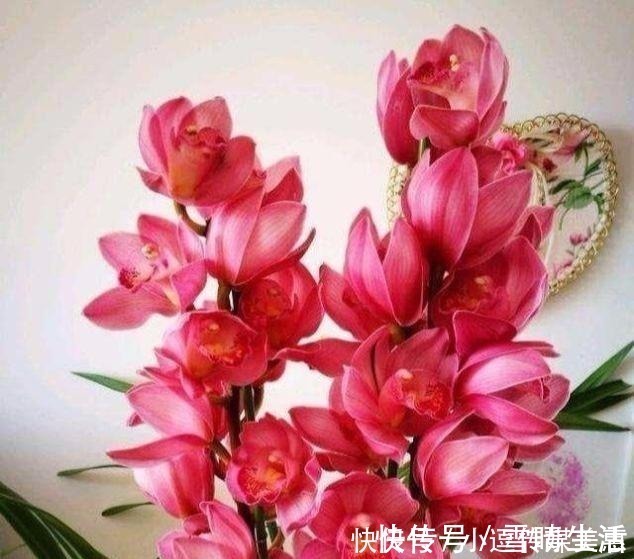 兰中香祖|此兰被誉为“兰中香祖”，一年开花6次，花量巨大，花香浓醇持久