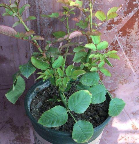 新枝|月季花黄叶,简单“3步”,茂盛绿油油,新枝嫩叶长出来,开爆盆
