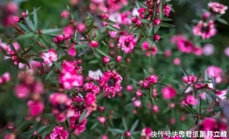 种花|家里就养4种花,耐旱又耐晒,颜值超高超美的
