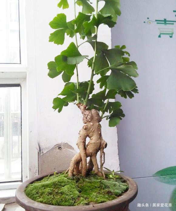 老者|养了十年的银杏盆景,终于挂果了,朋友出2000元想买被拒绝!