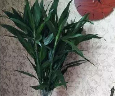 这几种“小药片”可别扔了，放水里搅一搅，促生根开花还能防烂根