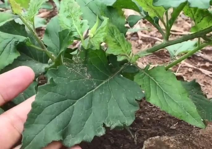 小优|农村这种看着很不起眼的野草,人称“千里光”,对视力很有疗效