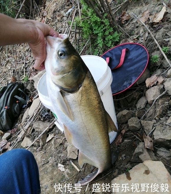 钓友|夏季手竿钓鲢鳙攻略,个头大遛鱼刺激,新手都可掌握