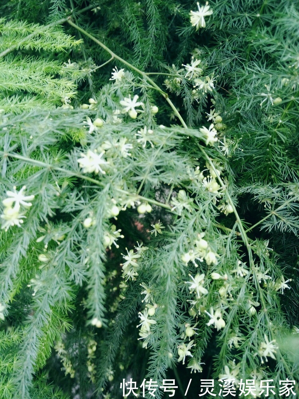 植株|张大爷家文竹养6年，长到1米5，变成粗壮、翠绿盆栽，年年开花