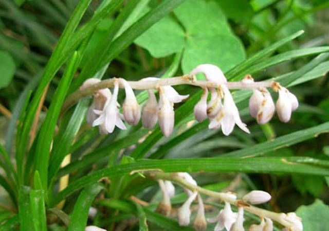 心肌缺血|被誉为'不老药',果实像珍珠,浑身上下都是宝,你认识吗?