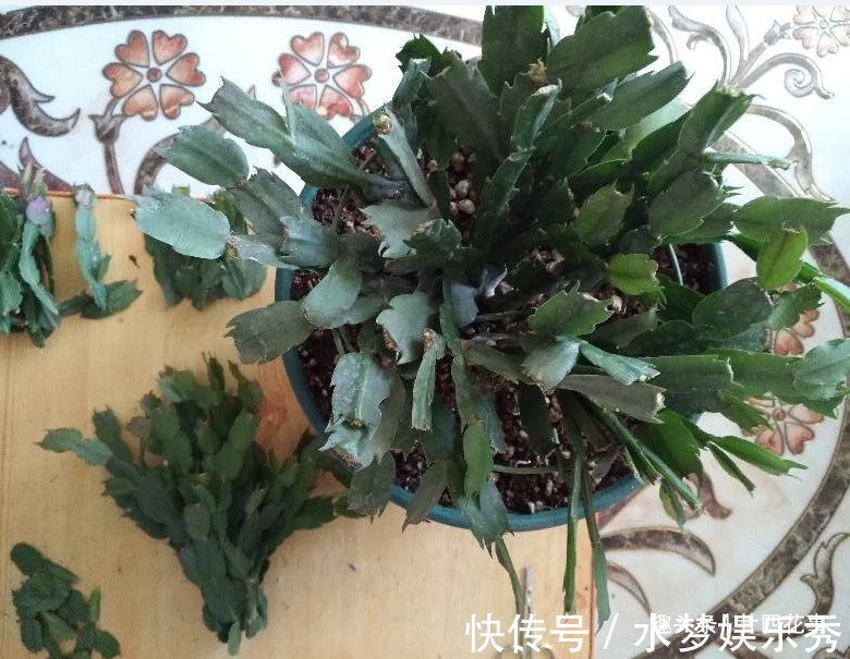 5种花夏天要休眠,养好精神补足体力,天凉开枝散叶,积极开花