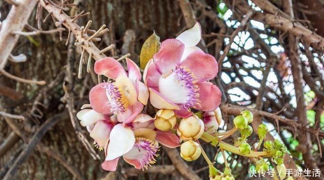 这三植物容易“泛滥成灾”,养一棵成活一大片,40℃还生机勃勃!