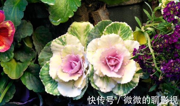 腊梅|9种花是“冷性子”,温度越高,开花越差,冻冻才能长势好