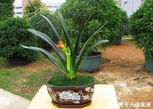 养护|君子兰这样养护，一年开两次花也不是不可能