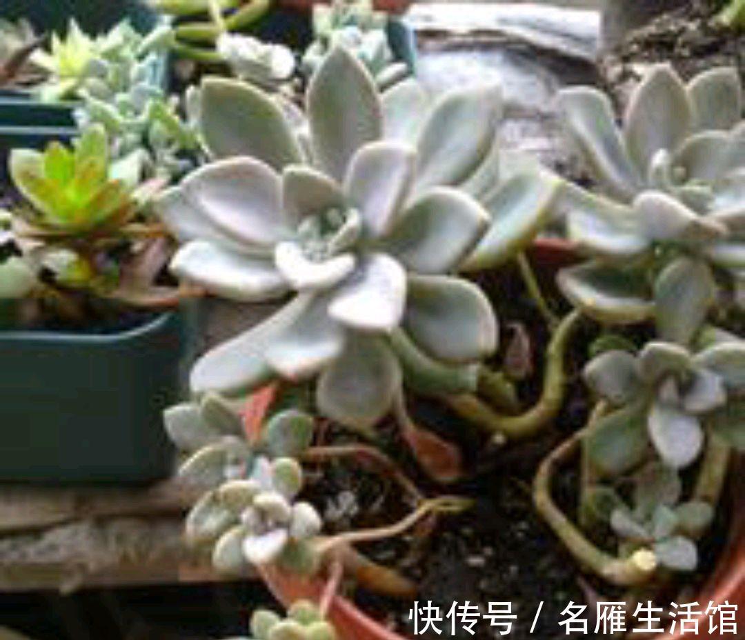 多肉|不怕晒的多肉有哪些?容姐给你推荐7种,看你喜欢哪种?
