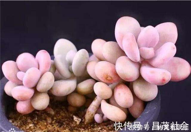 三元缓释肥|养多肉5年，告诉你4种“多肉”值得养，秋天晒一晒，10天变彩色