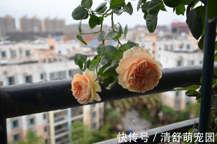 绣球|原产中国的世界名花,花型奇特,四季开花,还很好养,是盆栽佳品