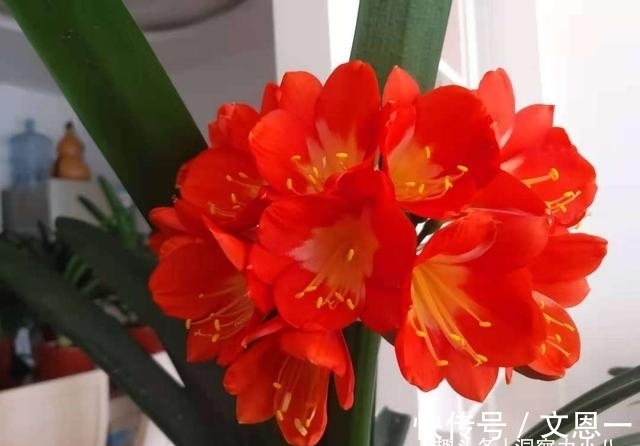 叶片|想要君子兰多发芽,避开“三种水”,当月催出花箭,绽放层叠群兰