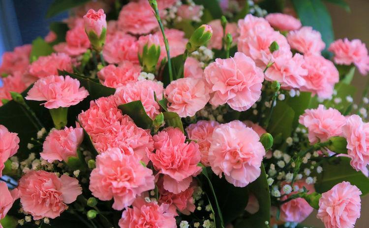 档次|农历7月15日开始,养花养个耐看的,艳丽非凡,高端大气上档次