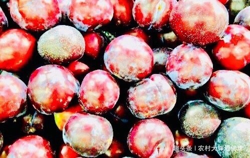 暖宫果|女性宫寒，易得妇科病！多食此“暖宫果”，宫寒没了，防妇科炎症