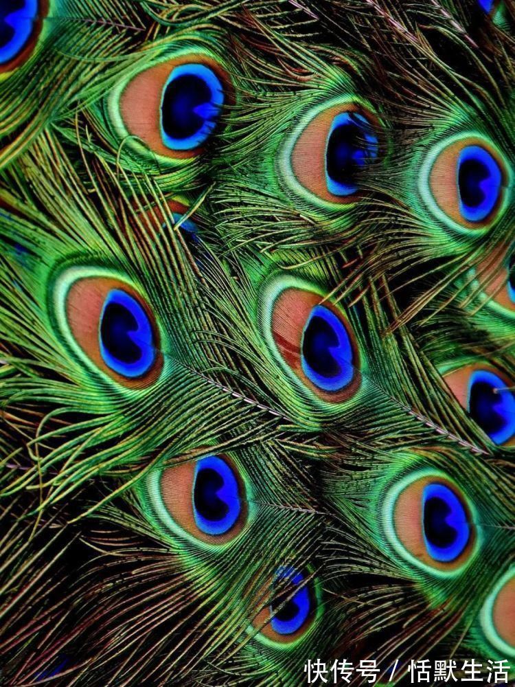 饼干|美到舍不得吃!甜品师手作花砖饼干,救救老夫的少女心!