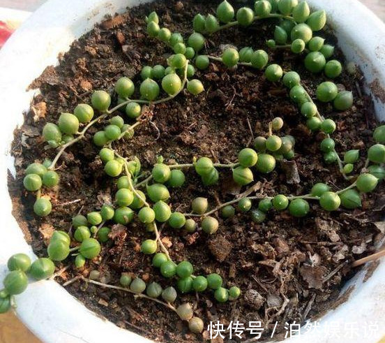 爆盆|养花技巧10种吊兰,好扦插,易爆盆,掐一根一插就是一大盆!