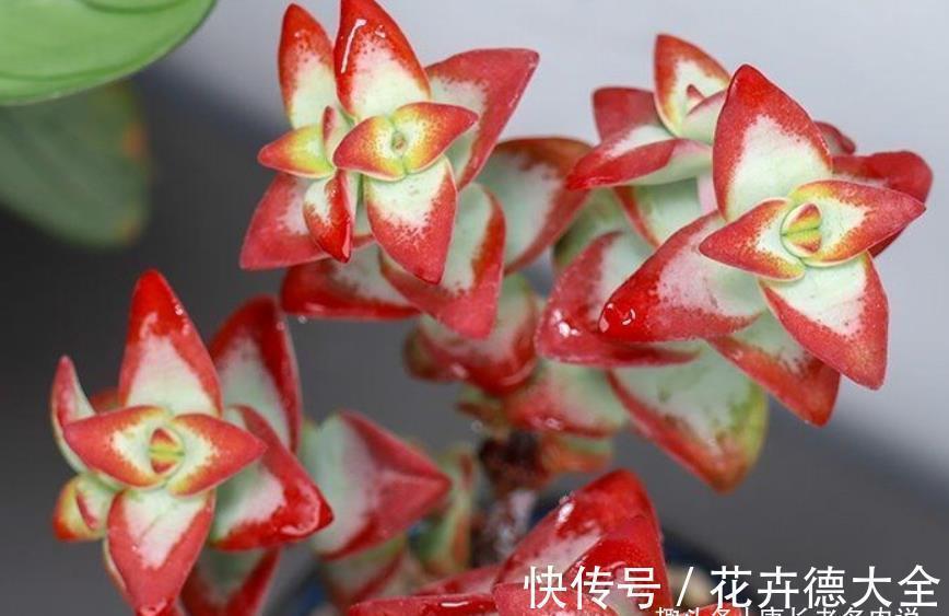 多肉自由女神——秋天入手冬天就美了,上色之后实物比照片还好看