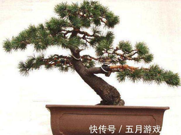 五针松盆景夏季养护做好此几点，四季常青