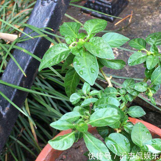 她在花盆里种了棵辣椒,一年能结7、8斤,第二年长成盆景,又结果