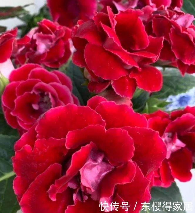 家里就养4种花,满屋飘香,好闻又漂亮,心情舒畅!