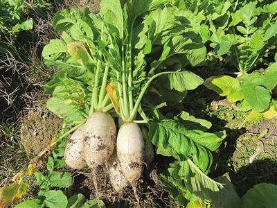 叶春华|丰富“菜篮子” 壮大集体经济 音坑白萝卜上市