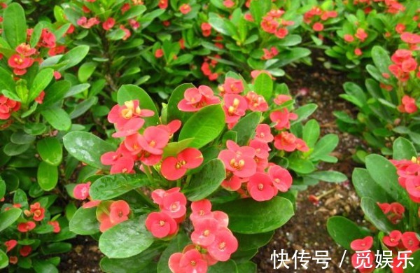 虎刺梅总是不开花怎么办以下3个方面多注意,花繁叶茂更美观