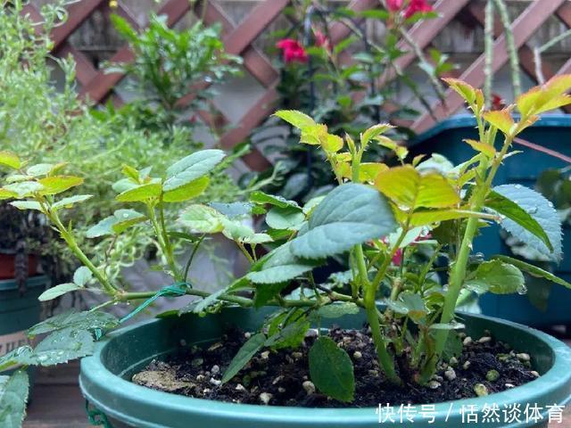 5种“药”,过期也不要扔,兑水浇花,保花不生“虫和病”