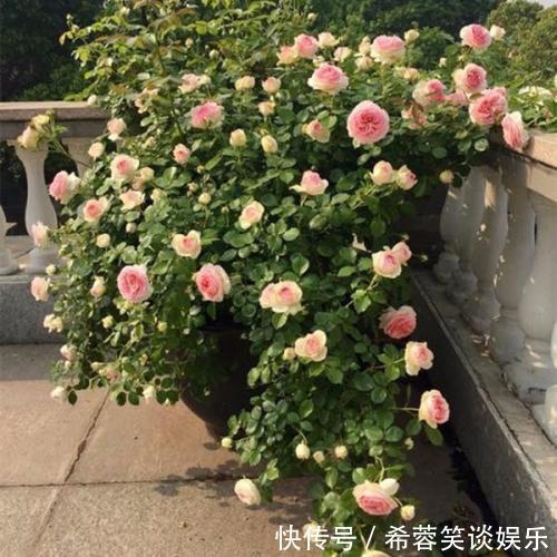 她家院子里开满了花,像一个小花园,好想去赏花,真美!