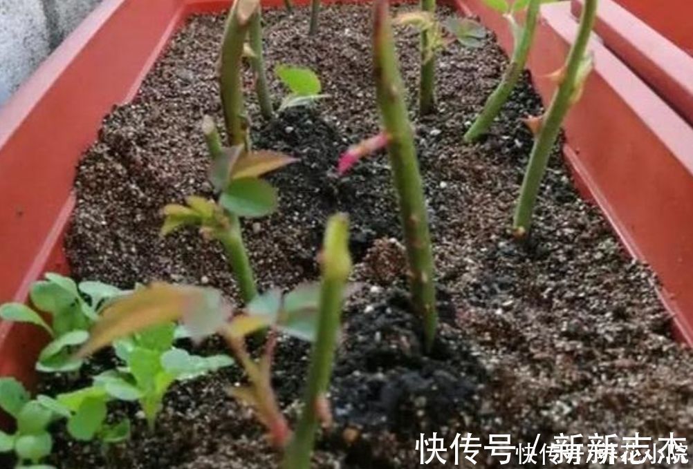 柳树枝|扦插花卉，枝条放2种水里泡一下，生根快容易成活