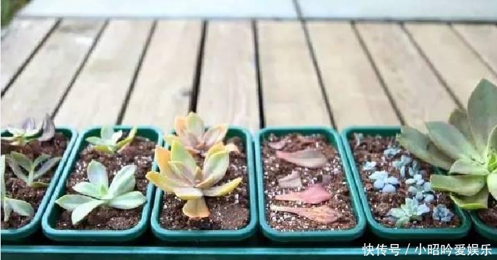 养才|刚买的多肉植物怎么养才不会死, 老花友给新手的8个建议