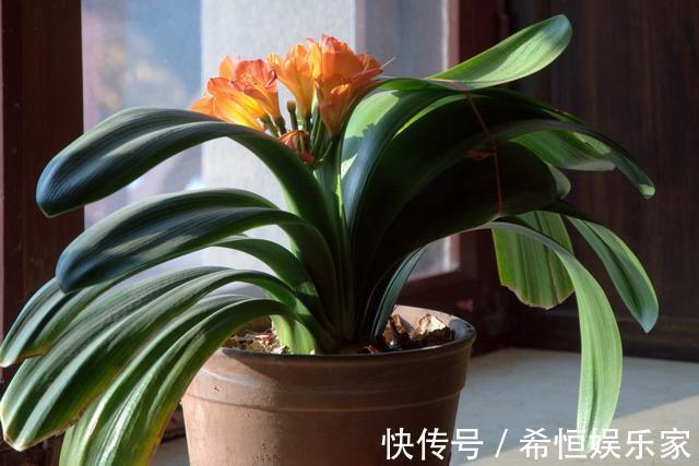 君子兰烂根“快死了”,别着急扔,一招就能救回来