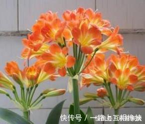 柳树枝|张大爷养君子兰，入秋就浇2种水，一年最少2次花，太养根了！
