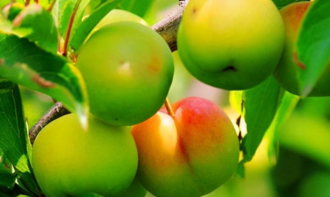 食物|人到中年想长寿,要坚持吃3种食物,补充营养、滋补身体!