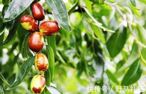 杯中窥人|鲁迅“一株是枣树,另一株也是枣树”,名家说好,韩寒说句大实话